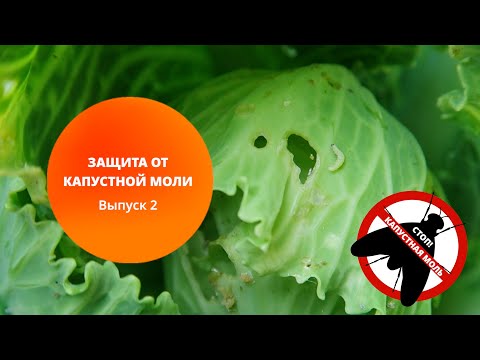 Видео: Защита от капустной моли. Выпуск 2.