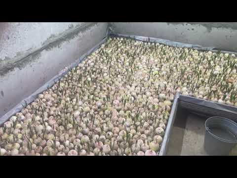 Видео: Лук на перо #2 обзор подвала