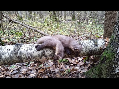 Видео: Охота на куницу сезон 2024-2025(охота37)