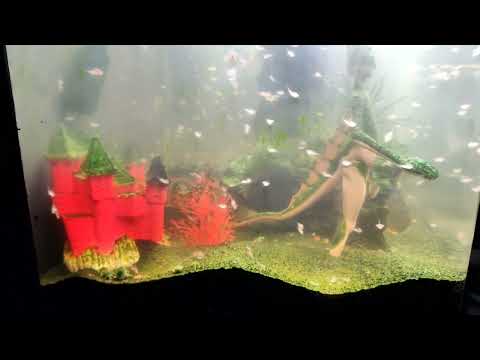 Видео: Самая большая в мире колония морских обезьян! ОБНОВЛЕНИЕ! Июнь 2022 г.