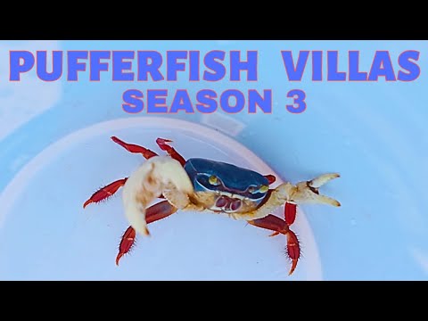 Видео: Готовим наш мексиканский отель к третьему сезону — Pufferfish Villas