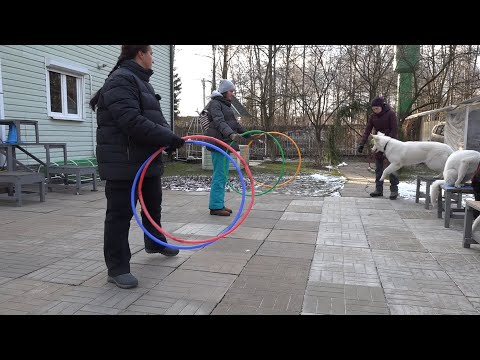 Видео: ДТ-98. Индивидуальная консультация по выбору породы - прямой разговор.