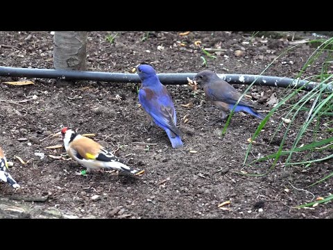 Видео: Впечатляющая птичья ферма 😍 🦅🕊️🐦🦜🦆🦉🦚 от Mia Goukens