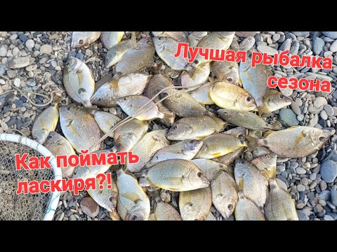 Видео: Лучшая рыбалка сезона! Рыбалка в Сочи, ловим ласкиря на блесну с натуральной наживкой на чёрном море