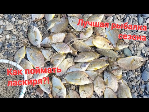 Видео: Лучшая рыбалка сезона! Рыбалка на чёрном море в Сочи, ловим ласкиря на блесну с натуральной наживкой