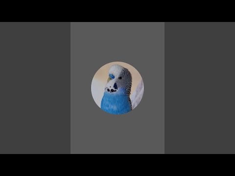 Видео: @Говорящий Попугай 🦜 Кеша #попугай