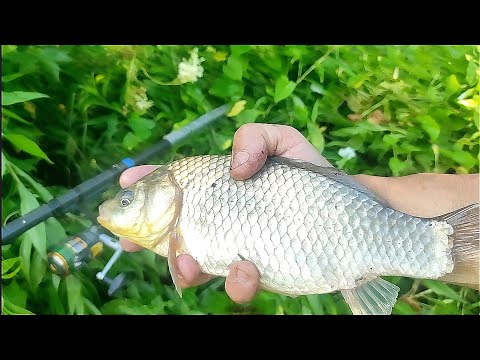 Видео: ЗДОРОВЕННЫЕ КАРАСИ В МАЛЕНЬКОМ ПРУДУ . ПОПЛАВОК .