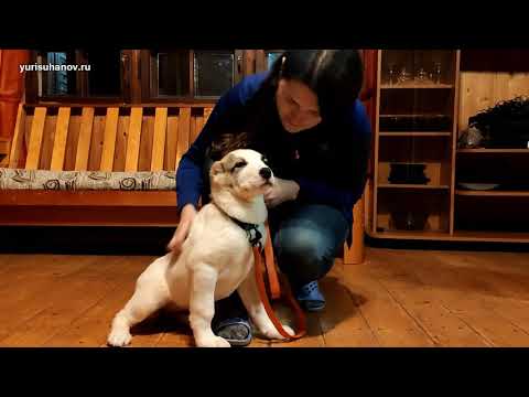 Видео: (Урок с Удачей 5) Как приучить щенка к поводку. Начальный этап
