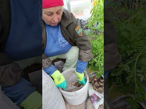 Видео: часть 3.упаковка клубней георгин на хранение в опилках