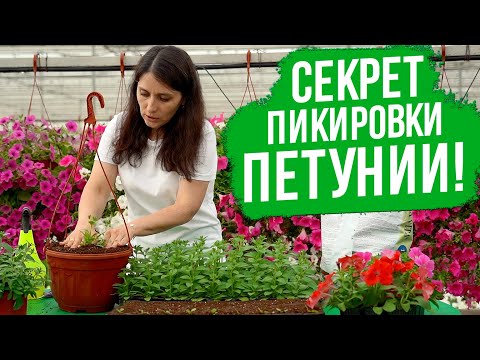 Видео: Первая и вторая пикировка петунии. Все, что нужно знать о пикировке петунии.