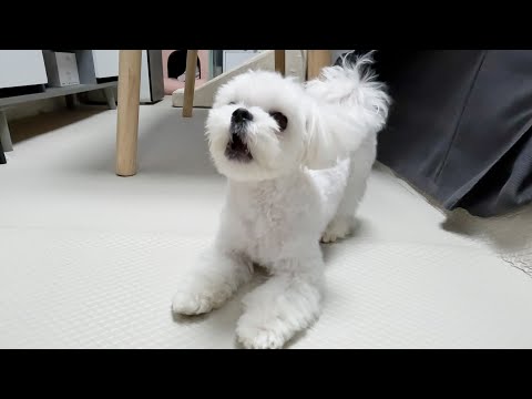 Видео: Попробуйте поговорить с Мальтийцами, которые в эти дни постоянно напряжены!