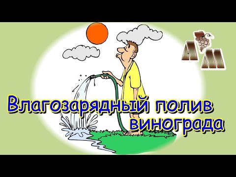 Видео: 🍇 Нужен ли винограду влагозарядный полив?