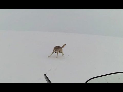 Видео: степные охотники 6 - Охота На Волков