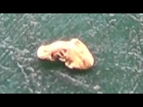 Видео: САМОРОДОК! Богатый отвал под корнем поваленного дерева!