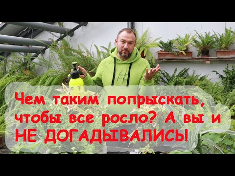 Видео: СЕКРЕТ УСПЕШНОГО ОГОРОДА НА ПОДОКОННИКЕ. С этим средством все растения будут выглядеть ОТЛИЧНО!