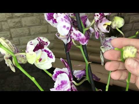 Видео: #7  Обзор посылки с орхидеями  в этом году 2024 г