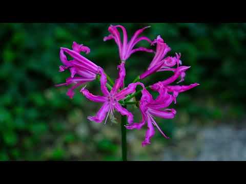 Видео: Нерины 2025