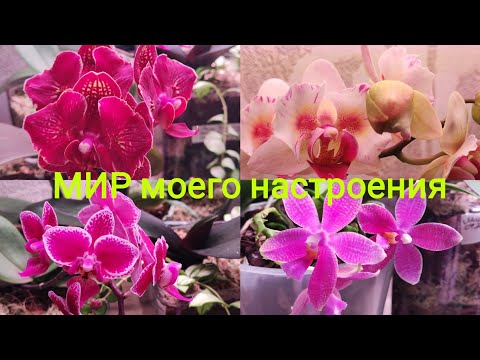 Видео: 11.12.24 Орхидеи и хойии совместые посадки новое решение для ухода за коллекцией