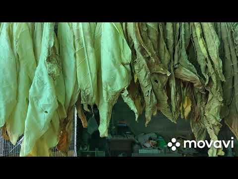 Видео: Табак растет. Ферментатор работает. Харманли там.