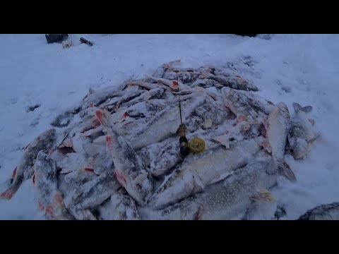 Видео: ВТОРОЙ ДЕНЬ НА РЫБНОЙ ТОЧКЕ! Крупный окунь и щука закапризничали но мы их заставили клевать! Рыбалка