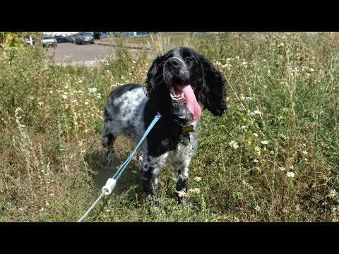 Видео: DogVlog // Гуляем 🐾