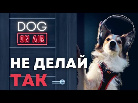 Видео: Рассказываю как делать нельзя 🎙️Вредные советы от кинологов и дрессировщиков! 😱 Почему и как можно 🐕