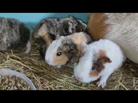 Видео: Три самки и один самец #американскийтедди