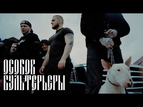 Видео: ОСОБОВ - Бультерьеры