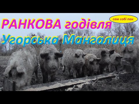 Видео: Угорська Мангалиця  Утрішня годівля і трошки балачок