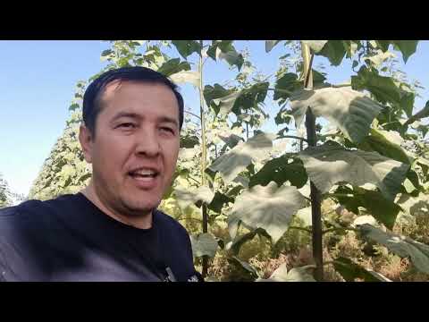 Видео: Бизнес на ЛИМОН БАКСОВ  Быстро  растущие деревья Павловния