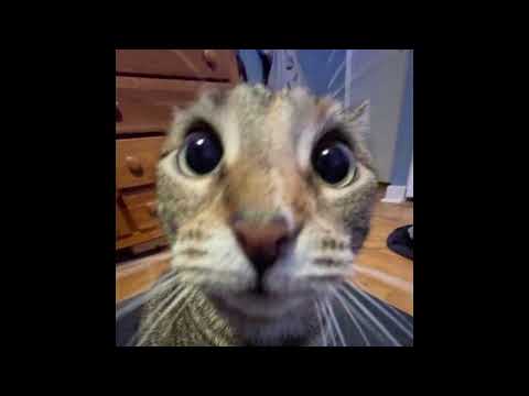 Видео: Кишлак - Болею тобой (Hardstyle remix)