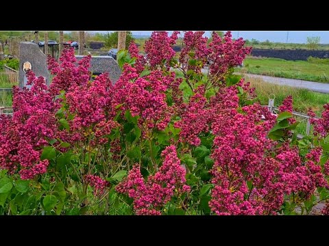 Видео: Кладбища Караганды: Дальний парк.#караганда