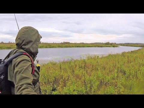Видео: Нашёл ТИХОЕ ОЗЕРО, А ТАМ НАСТОЯЩИЙ ЩУЧИЙ ЖОР! Рыбалка на спиннинг осенью. Блесна и Воблер косят щук!