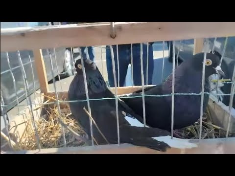 Видео: 27 апреля 2025 г.Ярмарка голубей  г Минск Pigeon Fair and Chicken Exhibition in Minsk Belarus