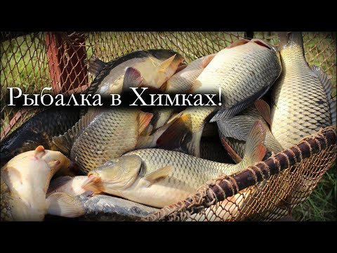 Видео: Подкова, Зарыбление водоема карпом и рыбалка! Прикормка Дунаев, Фидер Волжанка, Плетенка от Дайва  Х