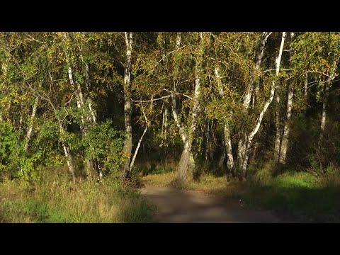 Видео: В Северо - Казахстанской области намерены посадить до конца 2027 года свыше 120 млн. саженцев