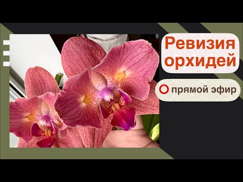 Видео: Выбираем орхидеи для пересадки!
