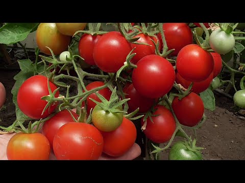 Видео: Планируем посадки томатов в теплицу. Что нужно учесть?