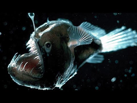 Видео: 10 Самых невероятных существ в мире