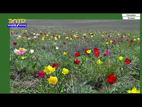 Видео: 8-класс | География | КР өсүмдүктөрү