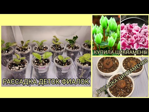 Видео: Рассадка деток фиалок. Посадка цикламенов.
