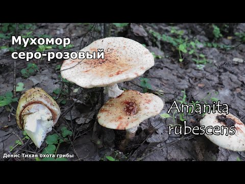 Видео: Мухомор серо-розовый - съедобный мухомор | Amanita rubescens