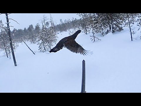Видео: Охота на глухаря