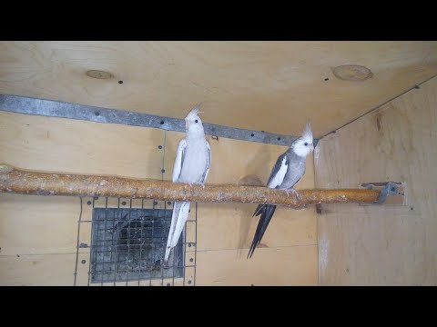 Видео: Корелы нимфа.Как разводить попугаев