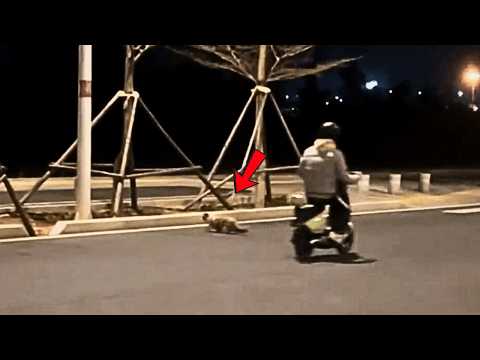 Видео: Во время пробежки спас бездомную кошку; накормил — и она пошла за мной домой,будто хотела стать моей