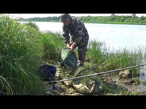 Видео: КЛЁВ Фантастика! Бешеные Лещи На Короткие Поводки! Рыбалка на Донку-Фидер на Оке!