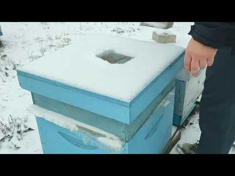 Видео: зимовка карникы на середину января