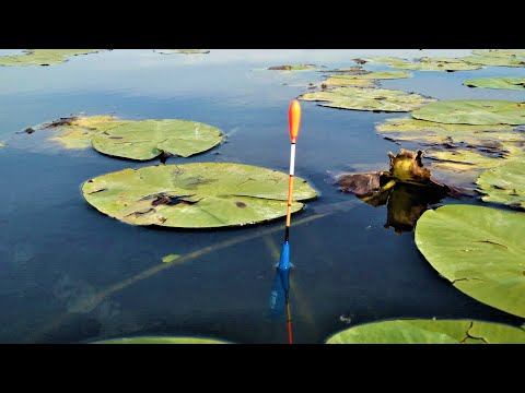 Видео: "ЧТО ЗА ПРИКОРМ у ТЕБЯ?!" КАРАСЬ ДУРОМ. Рыбалка на Поплавок