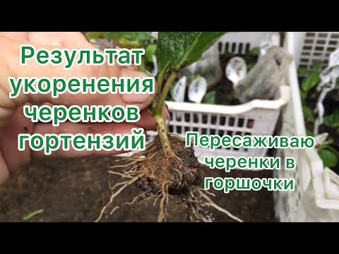 Видео: ОТЛИЧНЫЙ РЕЗУЛЬТАТ УКОРЕНЕНИЯ ЧЕРЕНКОВ МЕТЕЛЬЧАТЫХ ГОРТЕНЗИЙ. Пересаживаю черенки в горшочки.