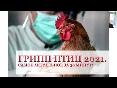 Видео: Грипп птиц 2021. Самое актуальное за 30 минут